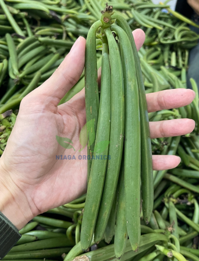 Green Vanilla Bean Niagaorganics