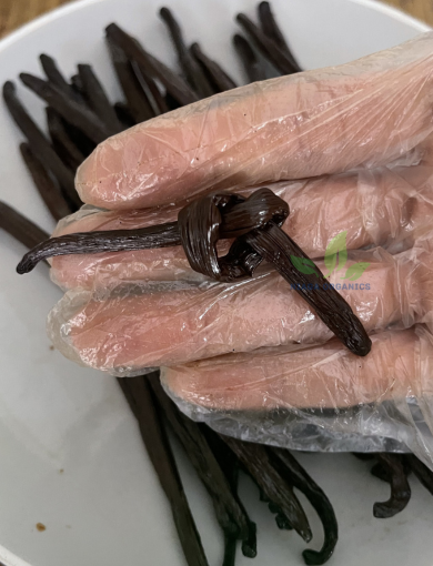 Premium Gourmet Vanilla Bean Knot Test NIAGAORGANICS
